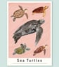 Sea Turtles Illustrated Scientific Art Print Pink - Image 3