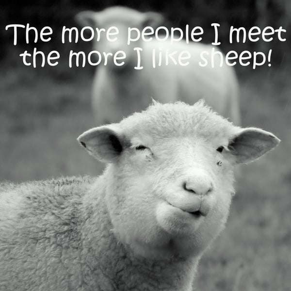 The more people I meet the more i like sheep.  Blank inside.  Sheep Card.