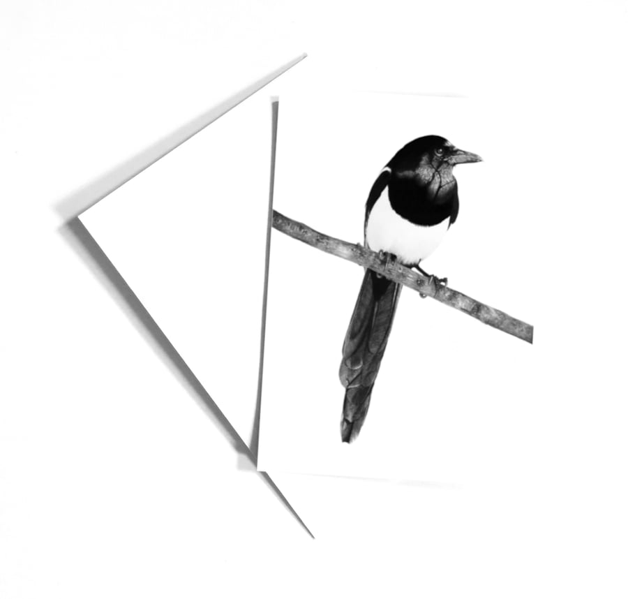 Magpie blank card, black and white art card from original drawing, eco friendly