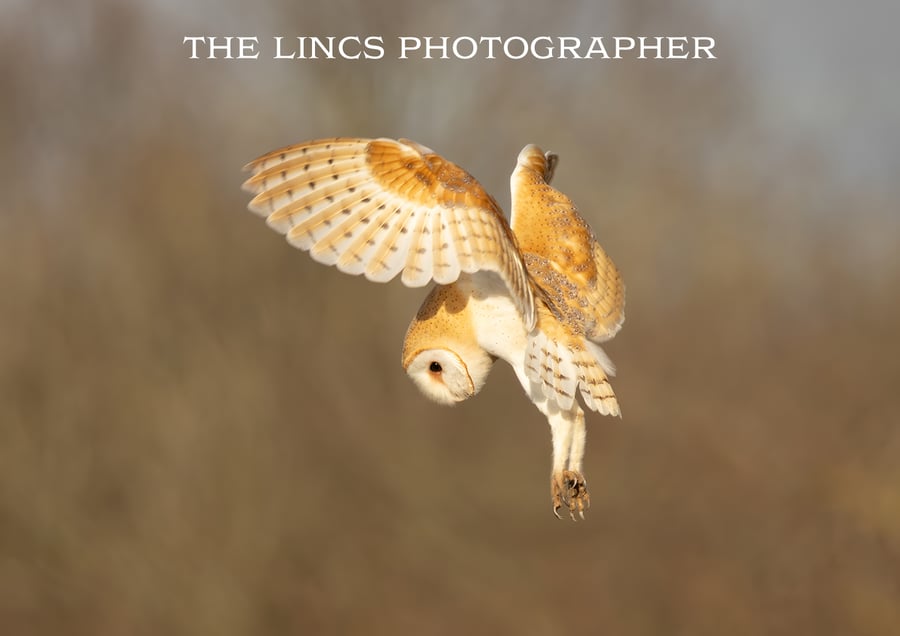 Barn Owl print (Limited edition of 10)