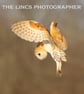 Barn Owl print (Limited edition of 10)