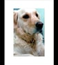 Golden Retriever Dog Portrait Photograph Print - Image 2