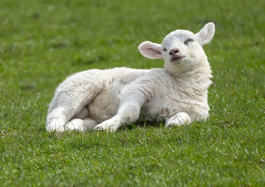 'Sleepy Lamb' Original, Limited Edition, Hand-Signed Mounted Photograph