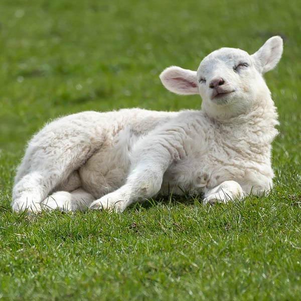 'Sleepy Lamb' Original, Limited Edition, Hand-Signed Mounted Photograph