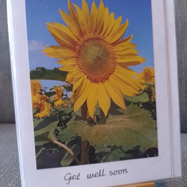 A  lovely picture of sunflower in the sun
