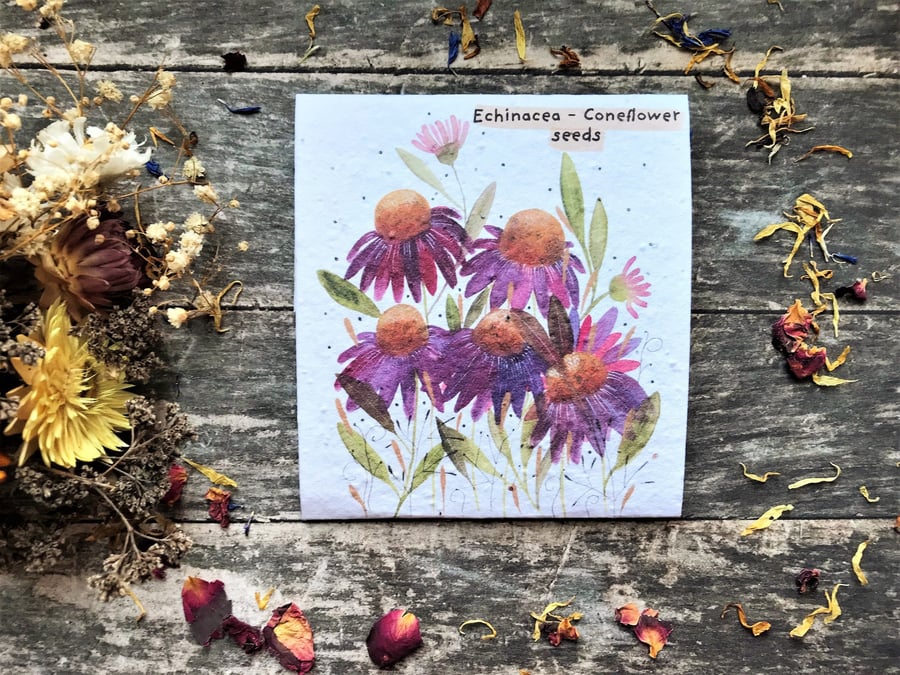 Pack of Echinacea Seeds,Illustrated Gift,Quirky Illustrated nature inspired gift
