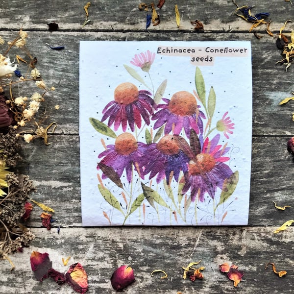 Pack of Echinacea Seeds,Illustrated Gift,Quirky Illustrated nature inspired gift
