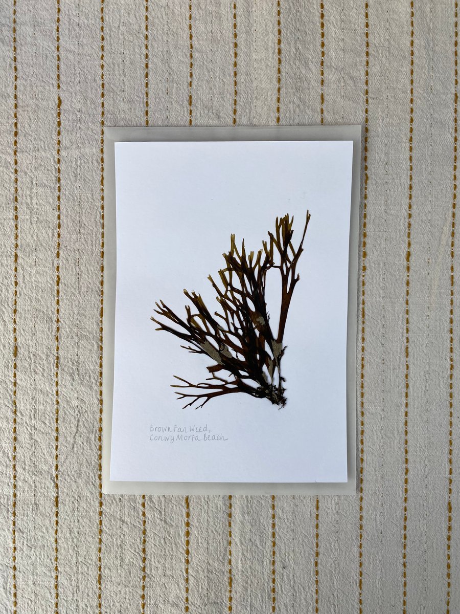 Pressed Seaweed - Brown Fan Weed - A5