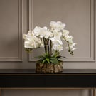 Luxury White Phalaenopsis Orchid Arrangement with Bark Effect Planter – Handmade