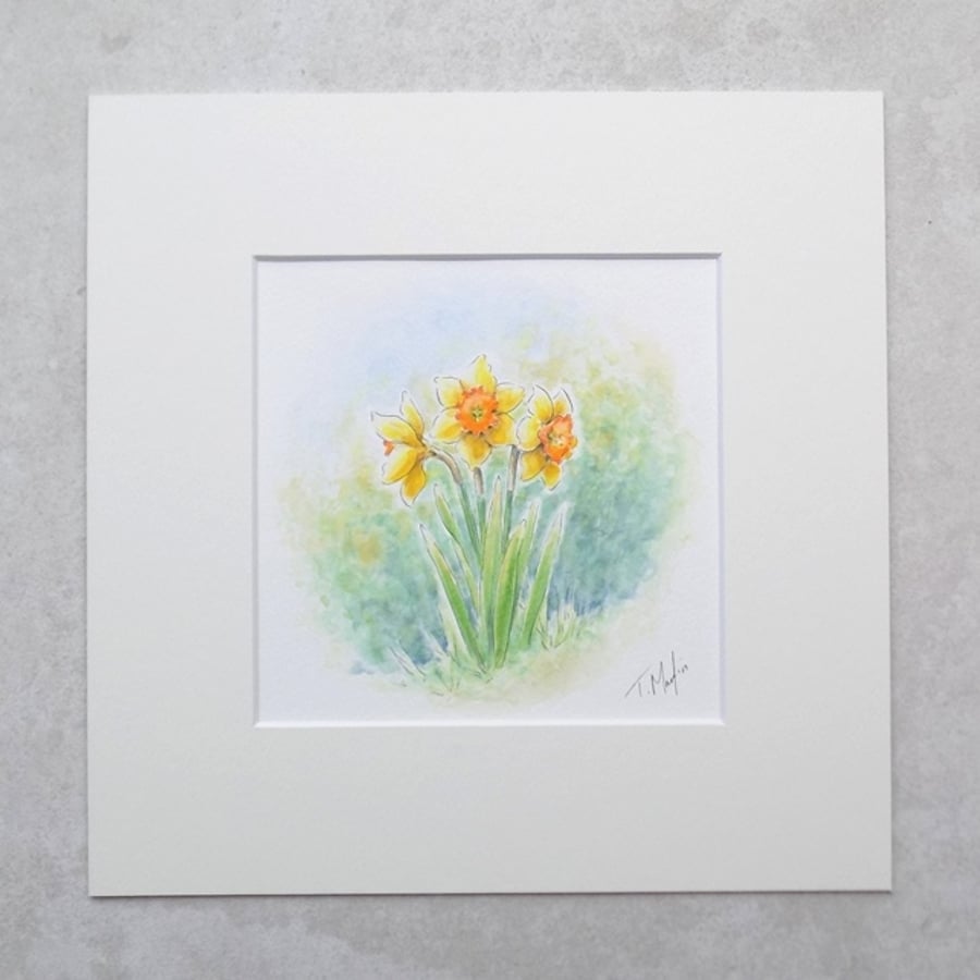 Original Watercolour Illustrations  'Daffodils'