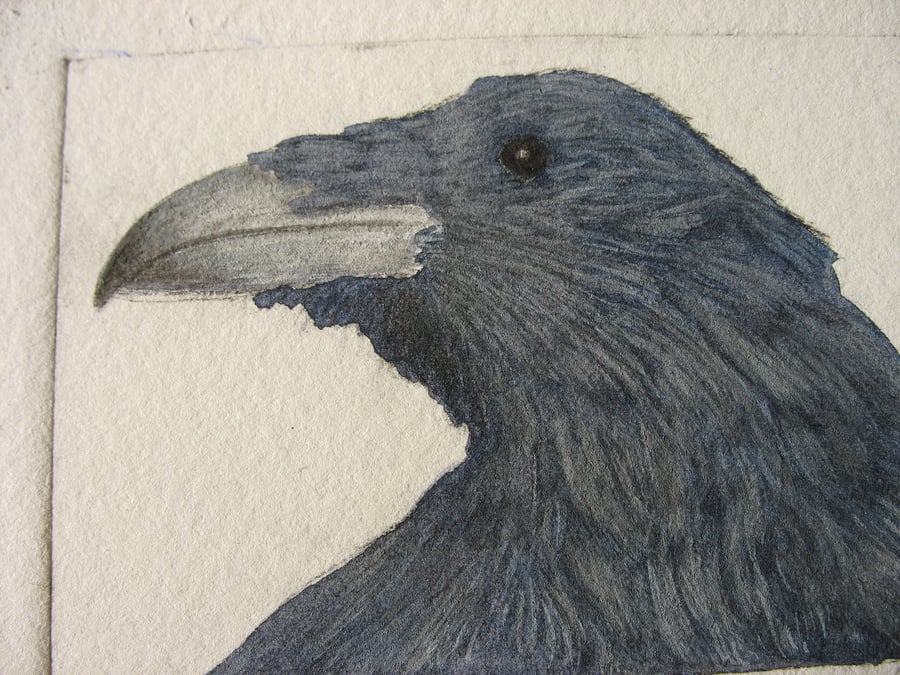 Sweet little raven drypoint etching and watercolour