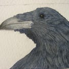 Sweet little raven drypoint etching and watercolour