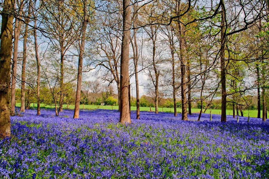 Bluebell Woods Greys Court Oxfordshire UK Photograph Print