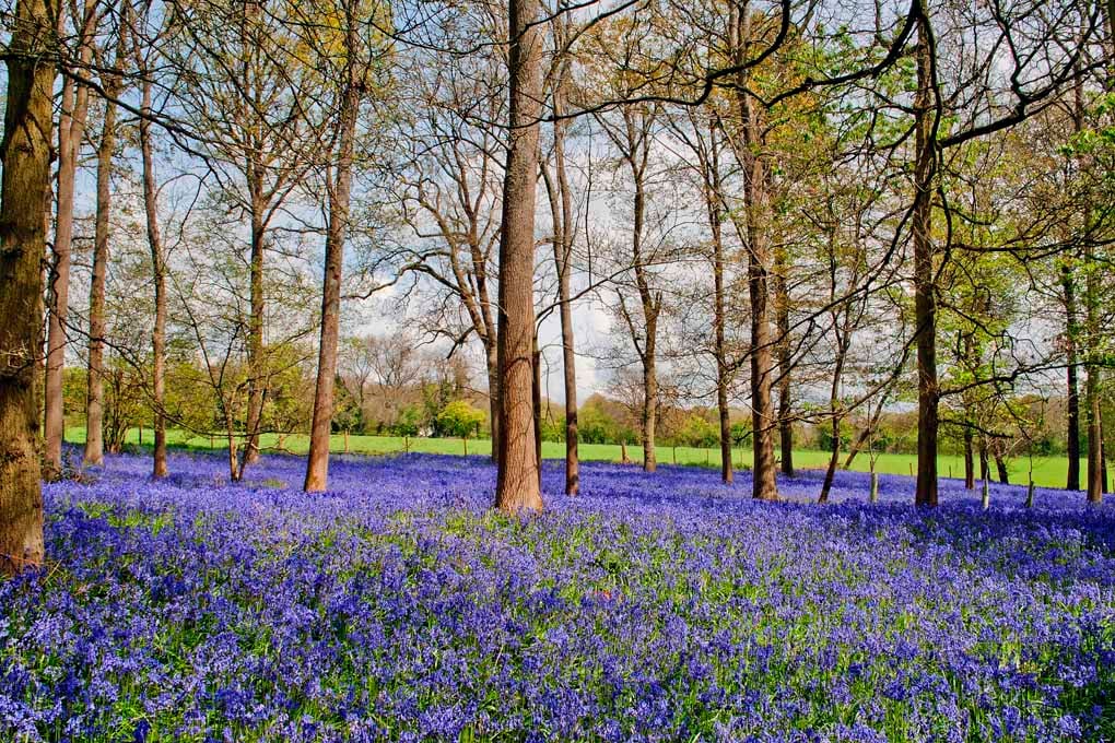 Bluebell Woods Greys Court Oxfordshire UK Photograph Print