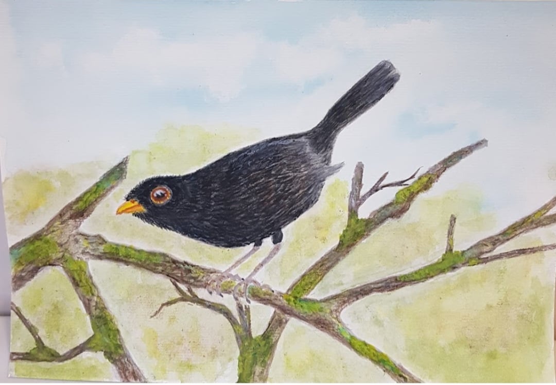 Bertie Blackbird - Nostalgic Garden Wildlife Art.  A4 Hand signed watercolour.