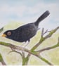 Bertie Blackbird - Nostalgic Garden Wildlife Art.  A4 Hand signed watercolour.