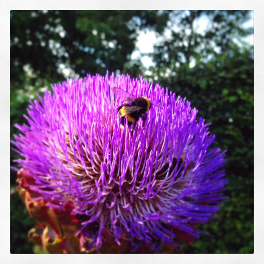 ‘Bee in Bloom’