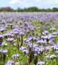 Phacelia meadow print - Image 2
