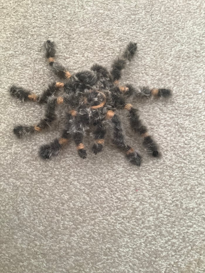 Patsysfelts