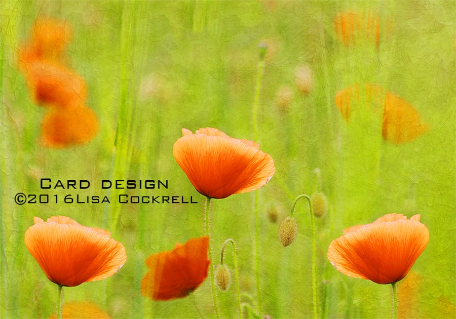 Exclusive Poppy Fields Greetings Card