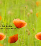 Exclusive Poppy Fields Greetings Card - Image 1