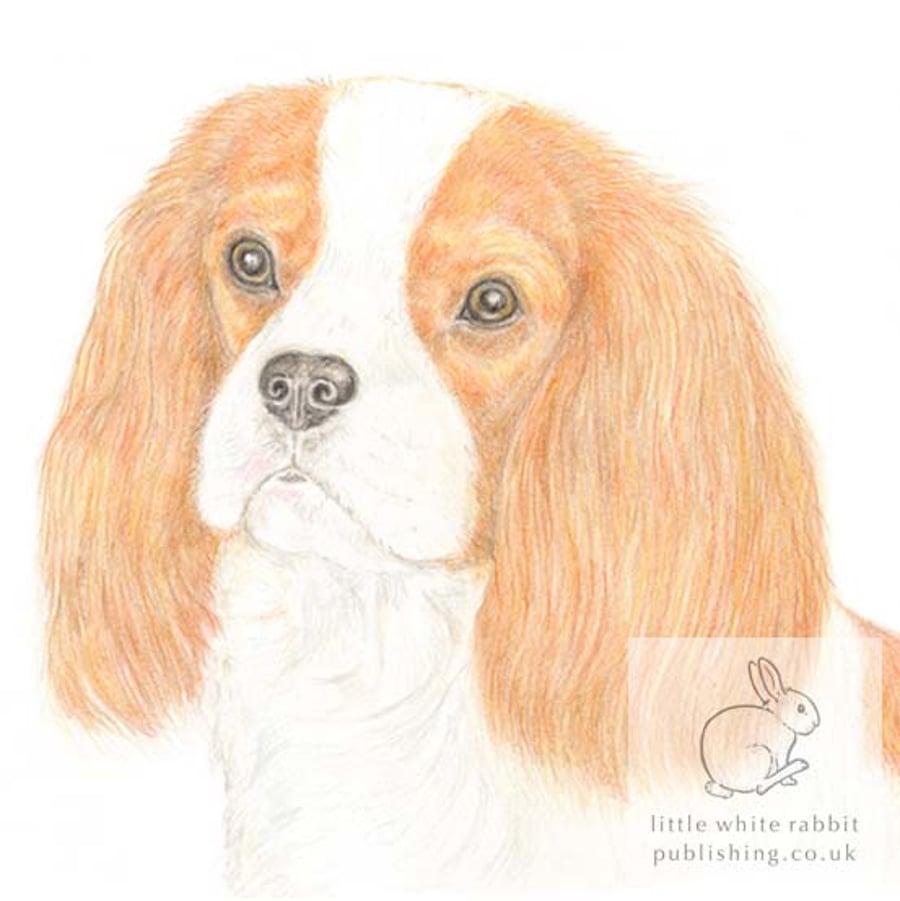 Maisie the Cavalier - Blank Card