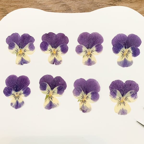Pressed Purple Larage Pansy 8 pcs Pressed Flowers Violas For Resin Earring For D