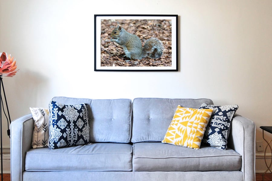 Grey squirrel wildlife Photography wall art print