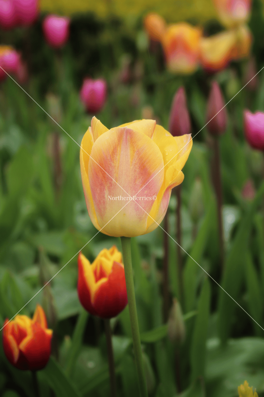 Tulip