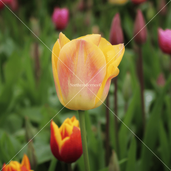 Tulip
