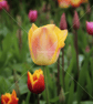 Tulip