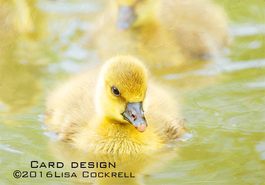 Exclusive Gosling Explores Greetings Card