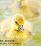 Exclusive Gosling Explores Greetings Card - Image 1
