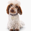 Handmade custom dog replicas 