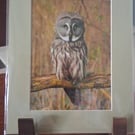 GREAT GREY OWL MOUNTED PHOTO