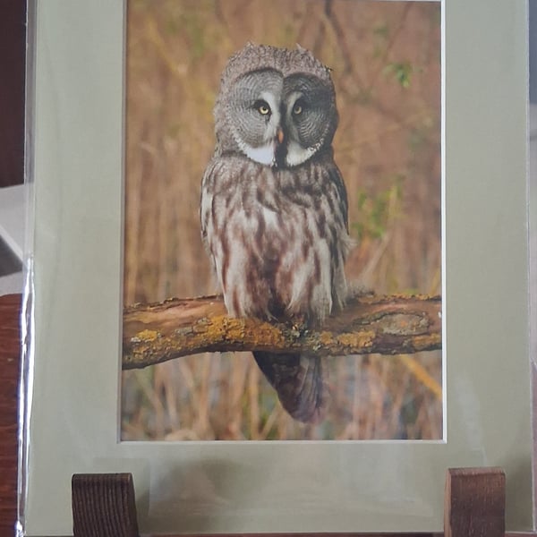 GREAT GREY OWL MOUNTED PHOTO
