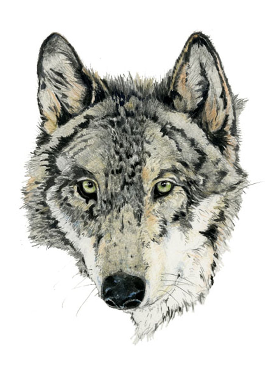 Wolf print Wolf head portrait 8x11 Giclee archival print