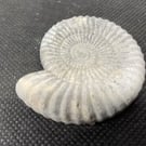  2-8  Ammonite Hand-CastFossil  detailed reconstituted stone ammonites design 