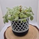 Willow Lattice indoor plant pot - 3d printed planter - home decor, house warming