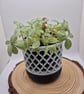 Willow Lattice indoor plant pot - 3d printed planter - home decor, house warming