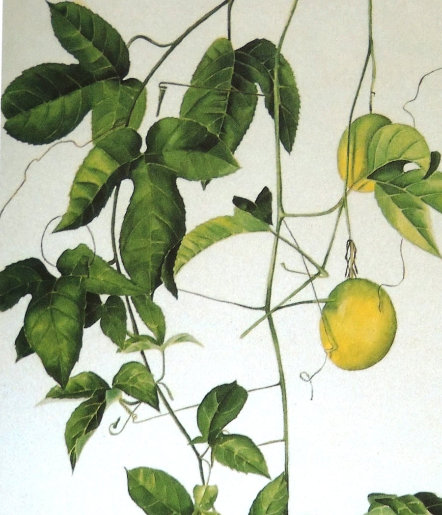 Tropical Fruit Botanical Fine Art Print Beautiful Affordable Jungle  Botanical  
