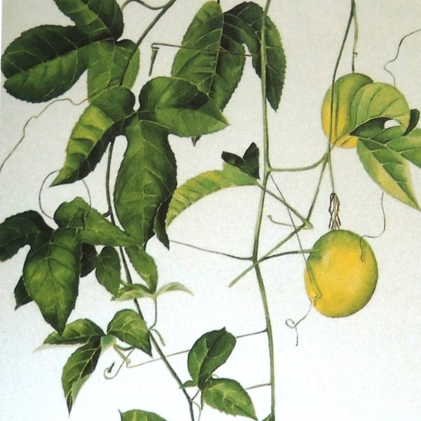 Tropical Fruit Botanical Fine Art Print Beautiful Affordable Jungle  Botanical  