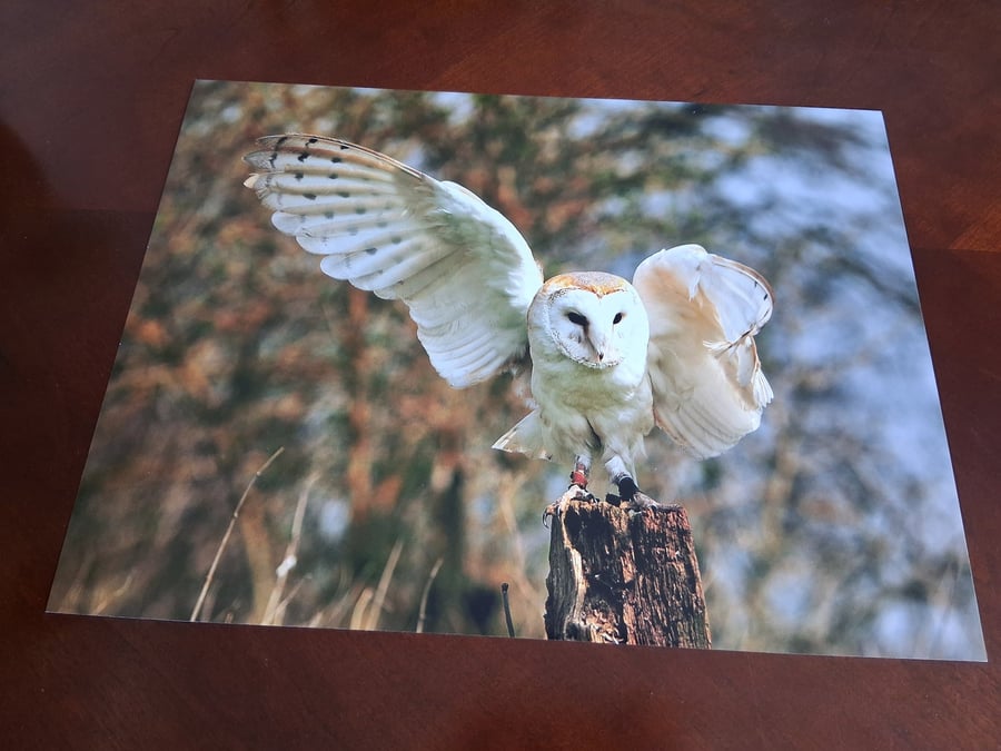 BARN OWL ON A STUMP PHOTOGRAPH 16x12