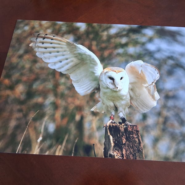 BARN OWL ON A STUMP PHOTOGRAPH 16x12