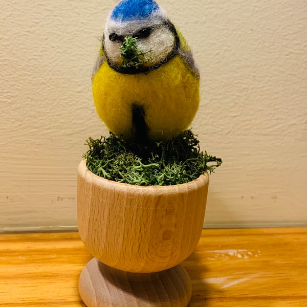 Nesting Blue Tit