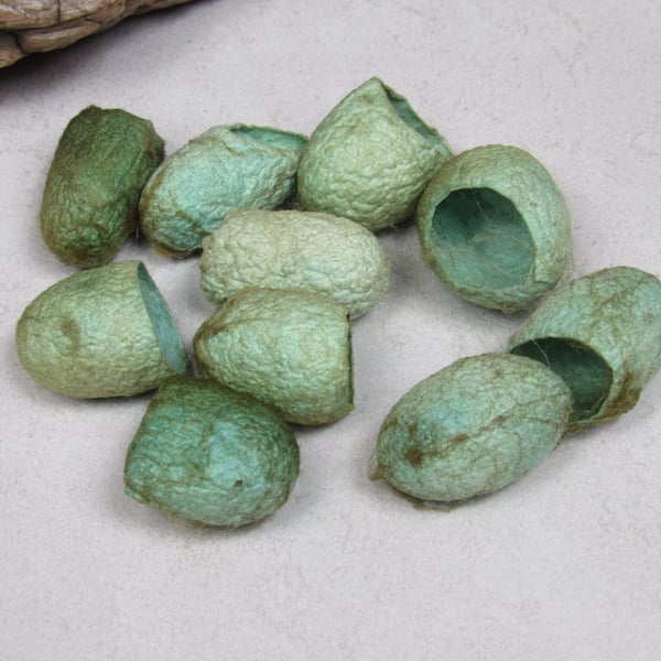 10 Pale Forest Green Naturally Dyed Silk Cocoons