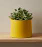 Small Yellow Round Plant Pot 7.5 cm Indoor Succulent Planter Gift - Image 10
