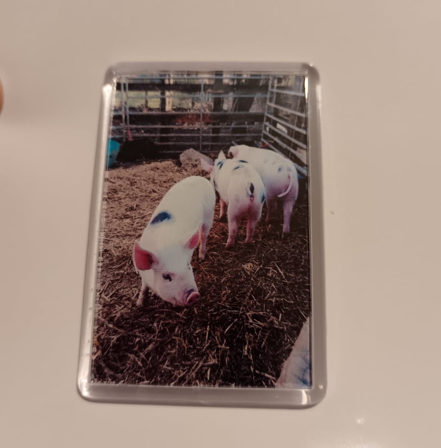 Piglets at the farm photography fridge magnet 