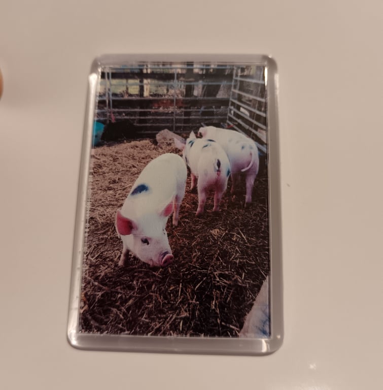 Piglets at the farm photography fridge magnet 