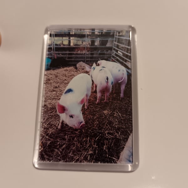 Piglets at the farm photography fridge magnet 